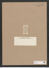 Navicula distenta A.Schm. (de-Toni-Nr.: Genus 1, Species 349) Zeichnungen Sammlung Grunow Nr. 795 (NHMW-BOT-W0367213)